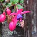 November's Blooms and Buds by seattlite