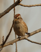 19th Nov 2020 - American tree sparrow