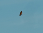 19th Nov 2020 - Red-tailed hawk