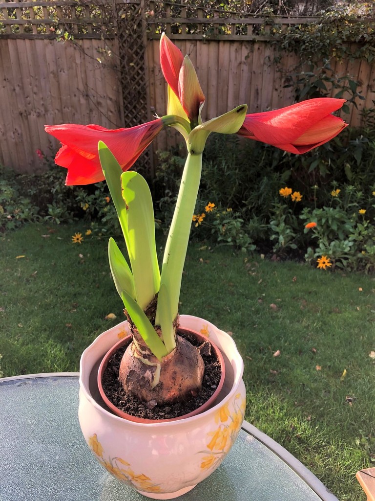  Amaryllis Coming Along Nicely by susiemc