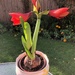  Amaryllis Coming Along Nicely by susiemc