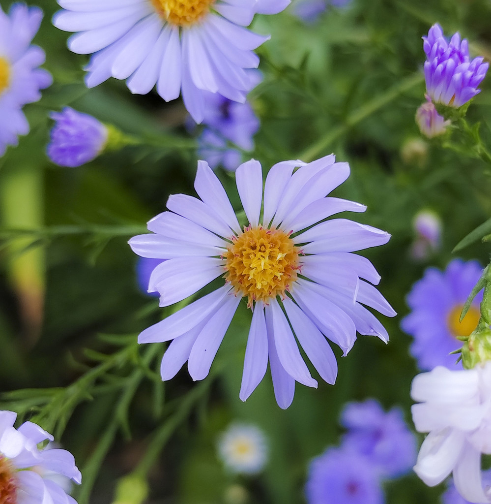 Asters September 2020 by houser934