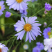 Asters September 2020 by houser934