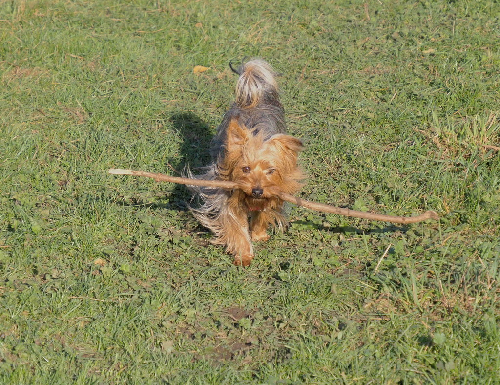 Big stick, little dog by jesika2