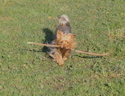 19th Nov 2020 - Big stick, little dog