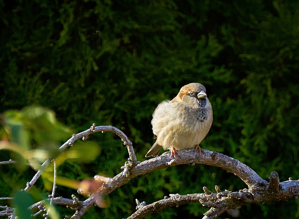 Male House Sparrow by gardencat