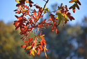 18th Nov 2020 - Glowing oak