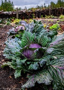 19th Nov 2020 - Winter Cabbage