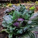 Winter Cabbage by theredcamera