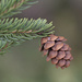 Little Pine Cone by fayefaye