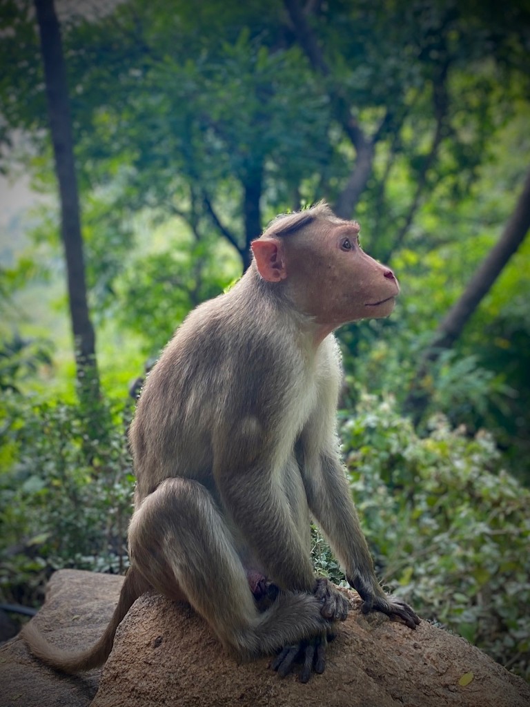 Contemplative Monkey by jakb
