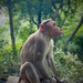 Contemplative Monkey by jakb