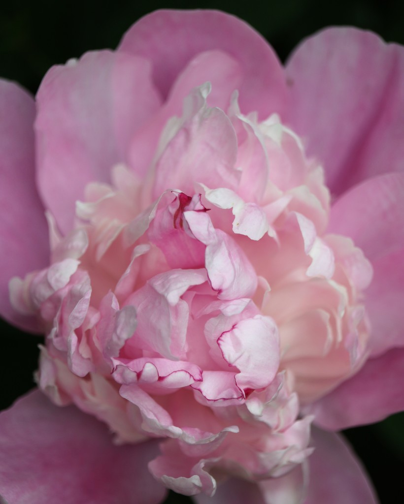 May 23: Peony by daisymiller