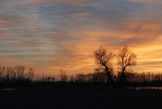 19th Nov 2020 - Cranes at Sunset