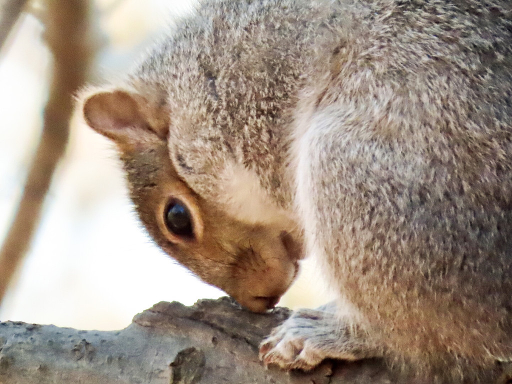 Downward Facing Squirrel  by mzzhope