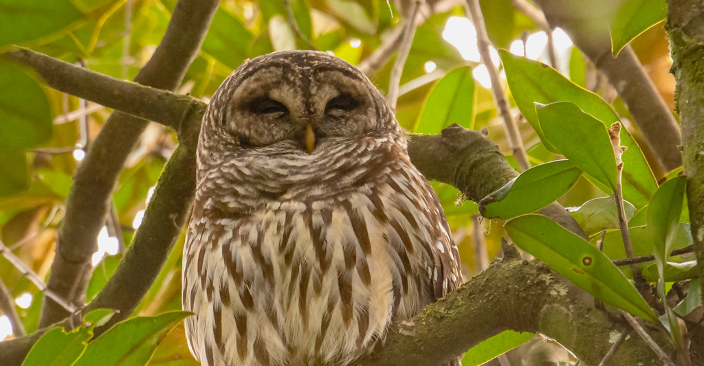 Drowsy Barred Owl! by rickster549