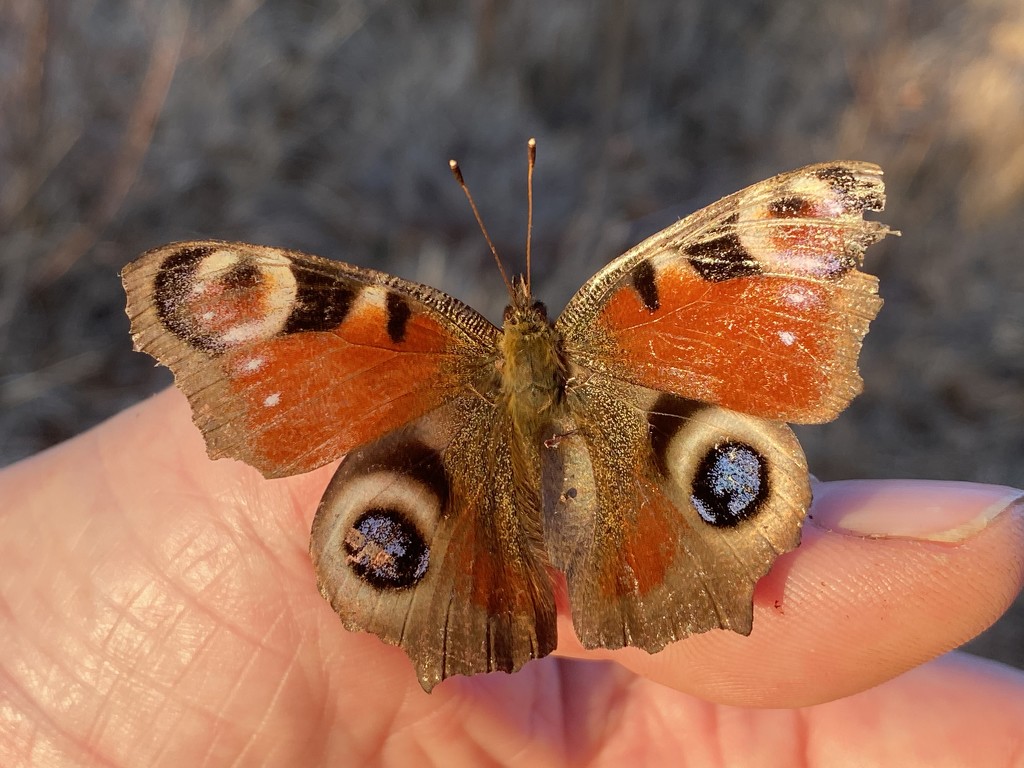 Peacock Butterfly by mattjcuk
