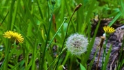 20th Nov 2020 -  Many Stages Of A Dandelion ~ 