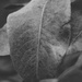 Pear tree leaf by monikozi