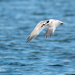 Fly-by, a Sandwich Tern by photographycrazy