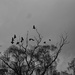 Crows by jamibann