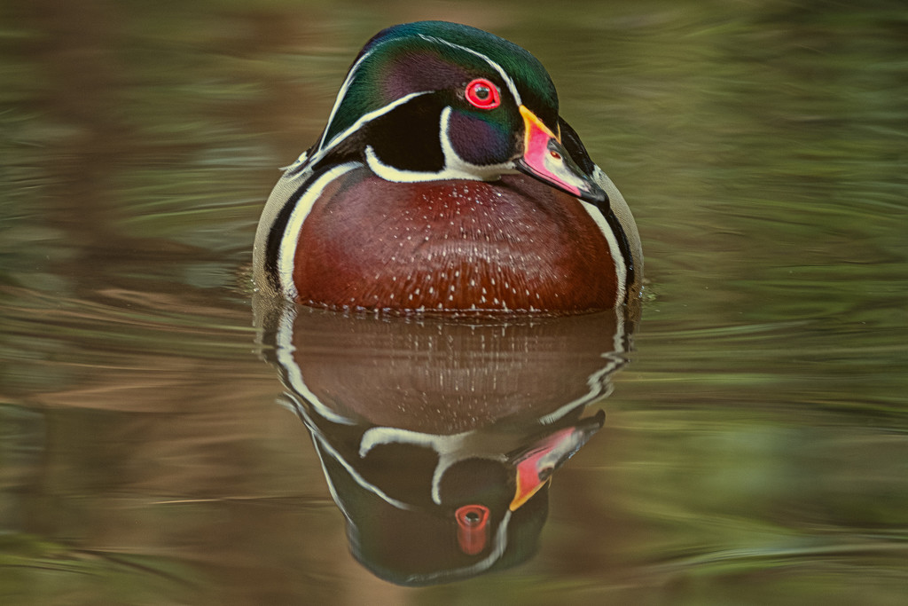 Painted Duck by helenw2