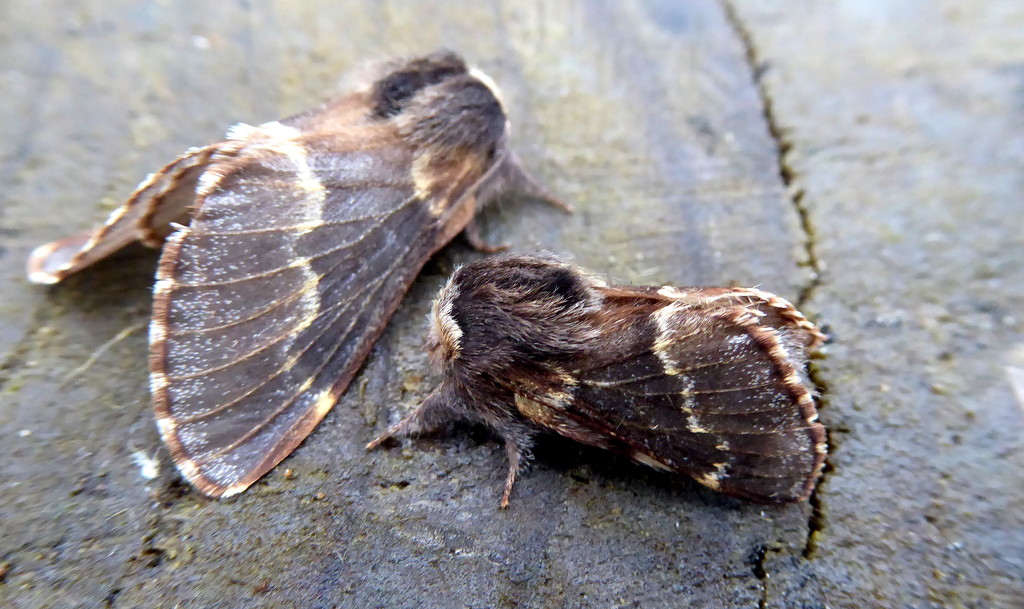 December moths by steveandkerry