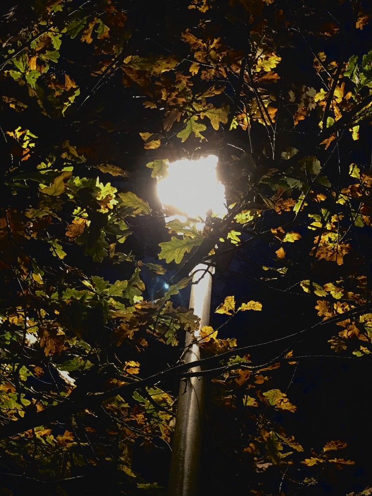 Neath the halo of a street lamp... by daffodill