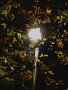 17th Nov 2020 - Neath the halo of a street lamp...