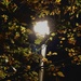 Neath the halo of a street lamp... by daffodill