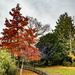 Great autumn colours by clivee