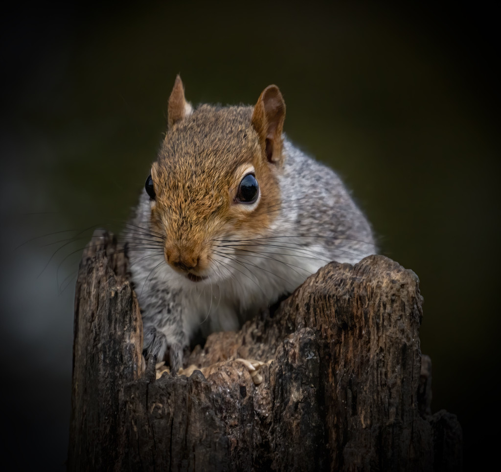 Grey Squirrel by shepherdmanswife