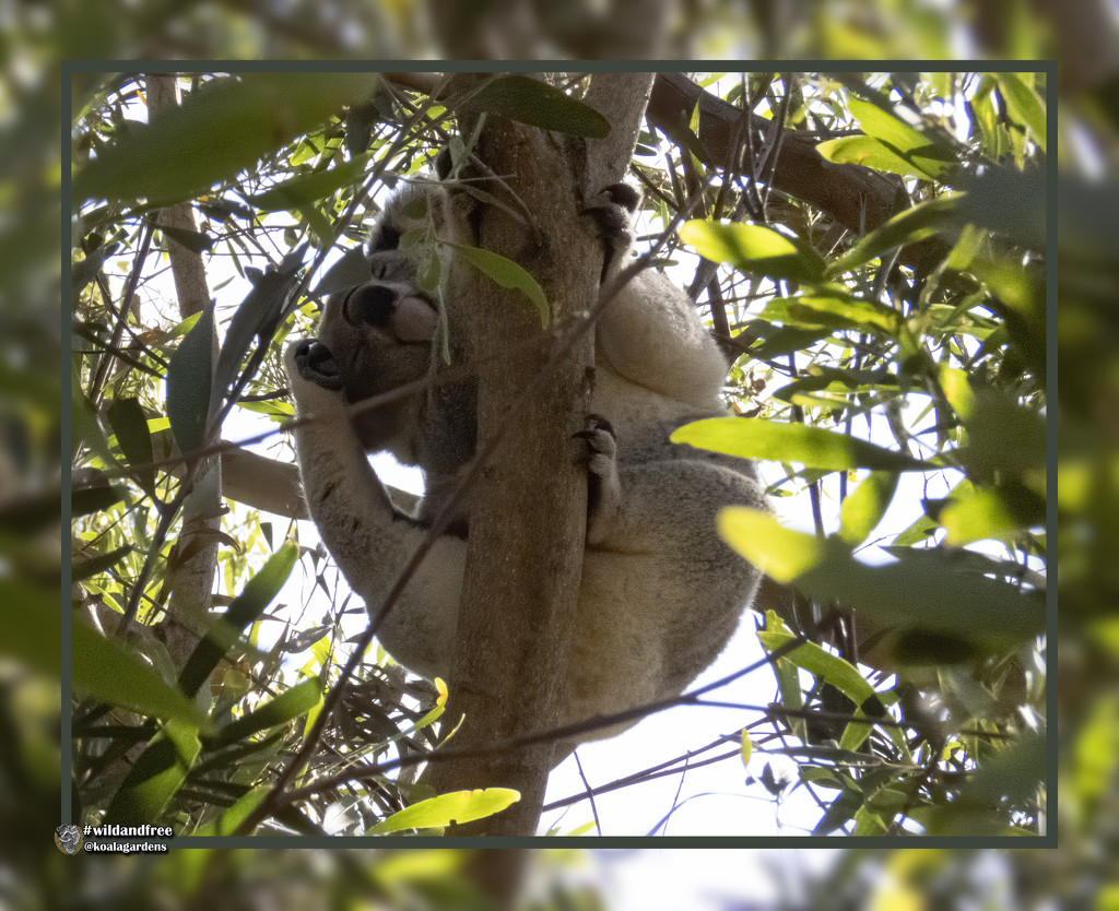 easy reach by koalagardens