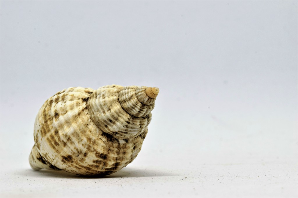 shell by christophercox