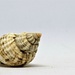 shell by christophercox