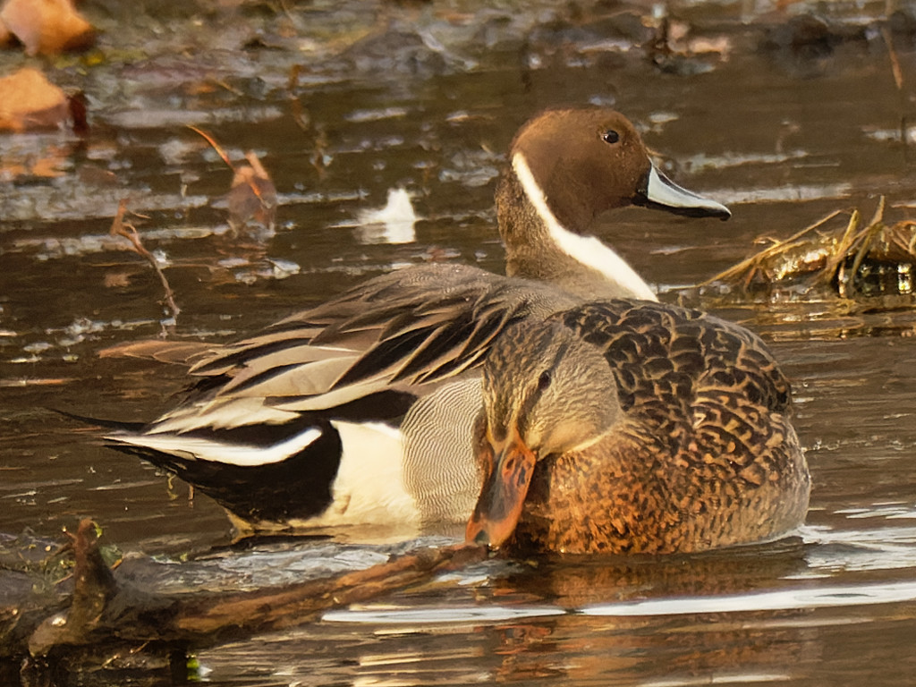 Northern Pintail by rminer