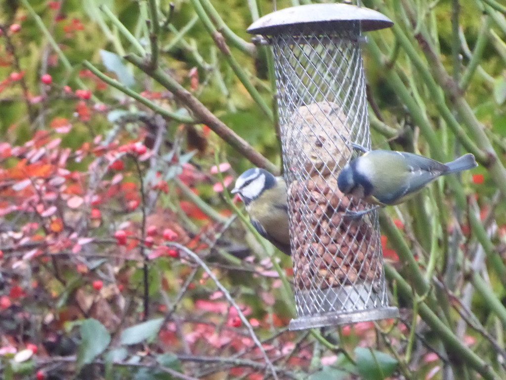 Blue Tits lunchtime by snowy