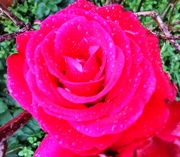 20th Nov 2020 - Raindrops on roses 