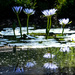 Water Lillies  by sugarmuser