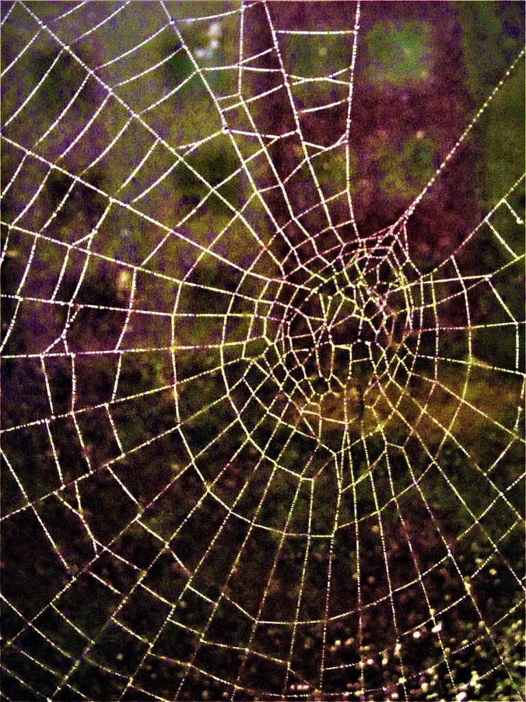 Thru the Web by granagringa