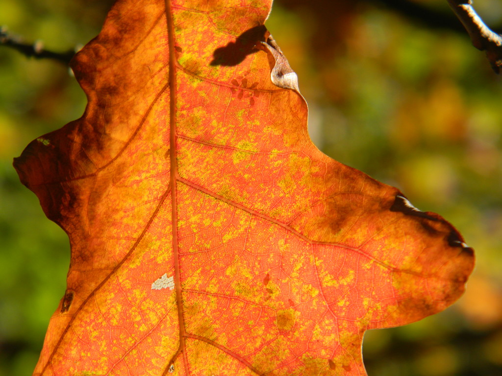 Oak Leaf by sfeldphotos