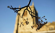 19th Nov 2020 - Rowan Berries at St. Mary's Church