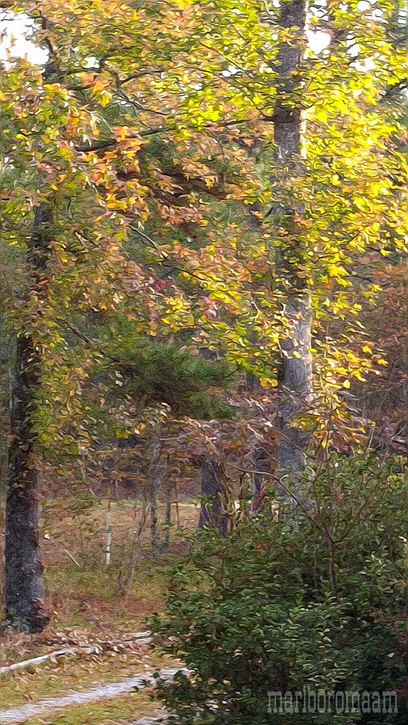 Painted fall sweetgum trees... by marlboromaam