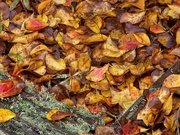 21st Nov 2020 - Crepe Myrtle leaf clutter...