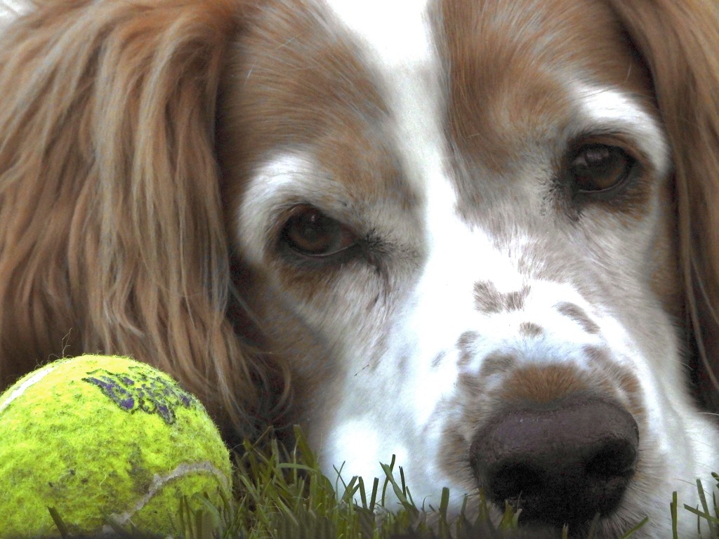 marty & tennis ball by amyk