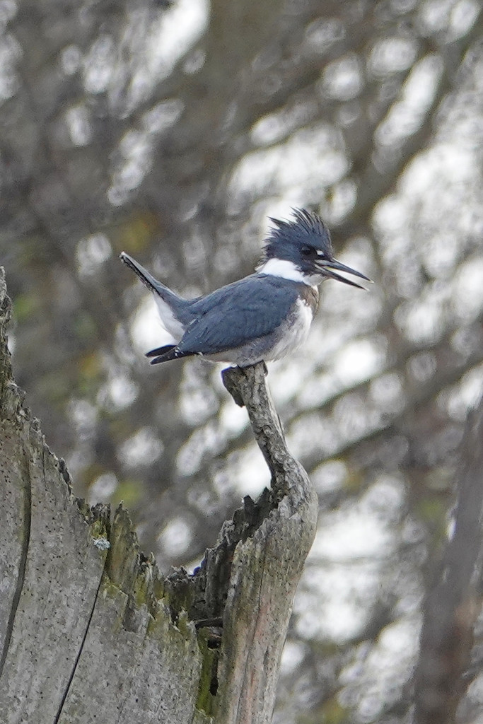 Belted Kingfisher by annepann