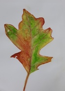 20th Nov 2020 - Leaf Painting