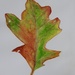 Leaf Painting by julie