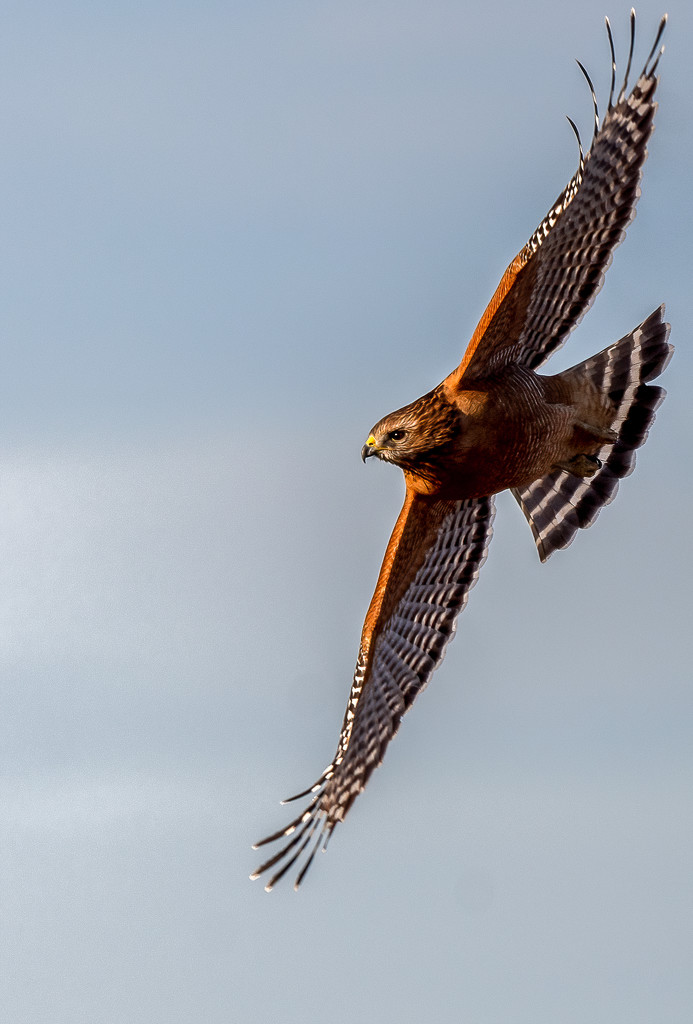Local Red-Shouldered Hawk by nicoleweg