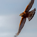 Local Red-Shouldered Hawk by nicoleweg